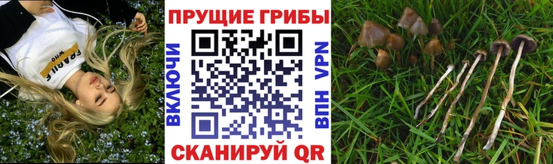 Псилоцибиновые грибы GOLDEN TEACHER  Горбатов 